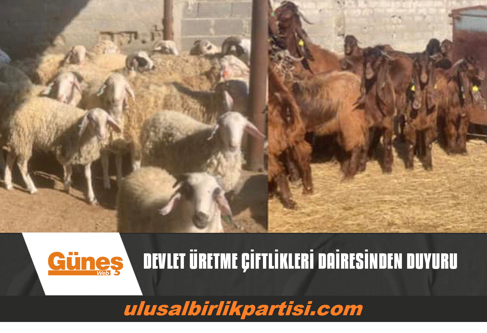 You are currently viewing DEVLET ÜRETME ÇİFTLİKLERİ DAİRESİNDEN DUYURU